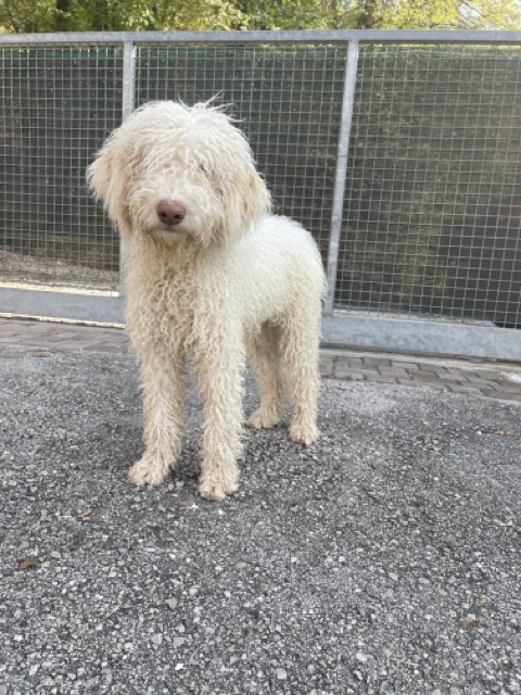 cucciolo di Lagotto in vendita