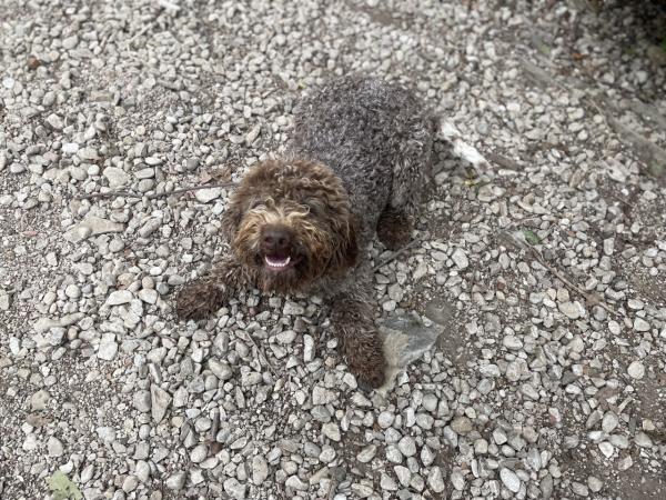 Lagotti adulti cercano casa