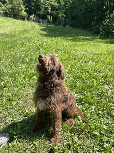 Labradoodle (Venduti)