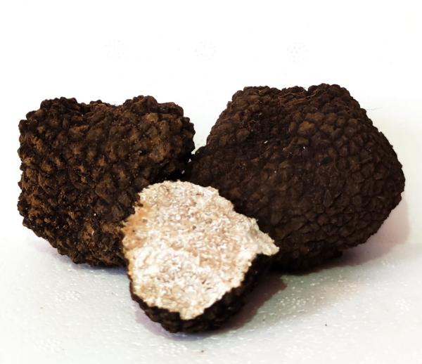 Tartufo ESTIVO