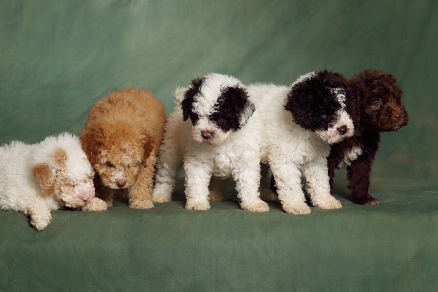 8 Luglio - Open Day informativo lagotto romagnolo