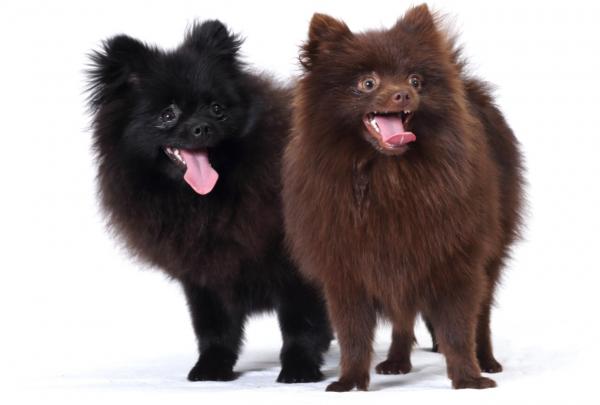 Spitz Tedesco piccolo