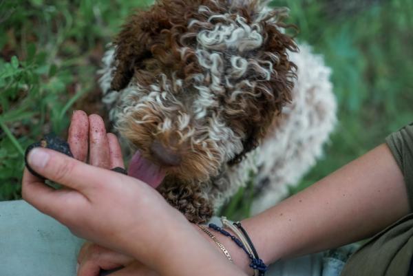 Addestramento cani da tartufo