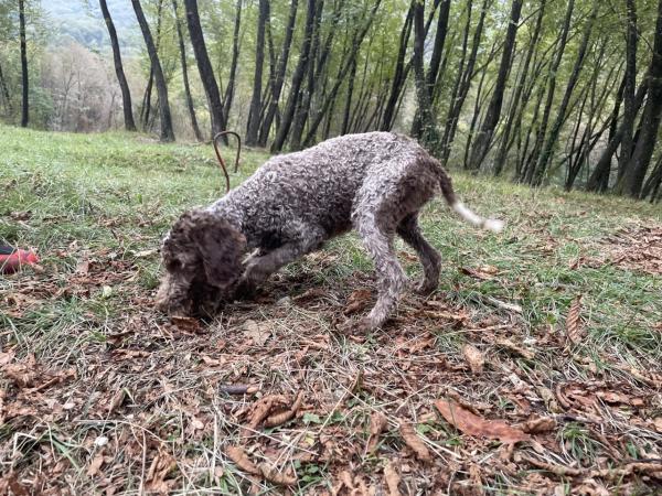 Disponibili cuccioli di Lagotto