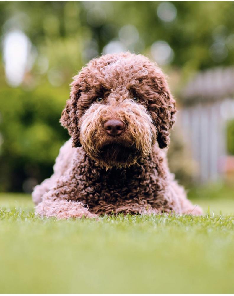 Lagotto Romagnolo