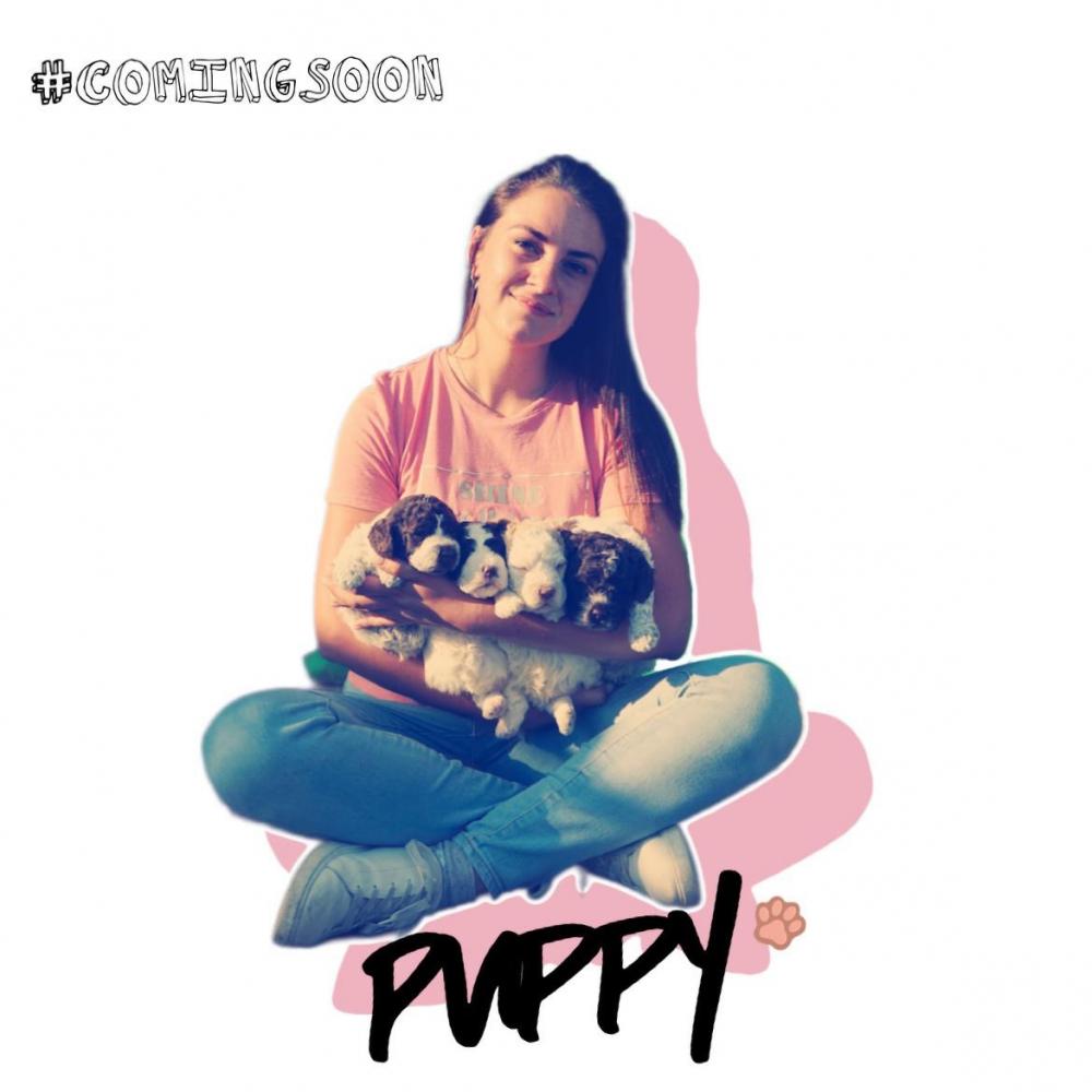 Lagotto puppies coming soon !