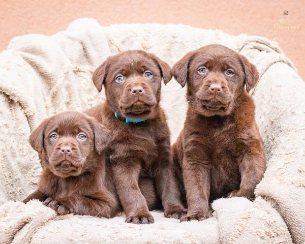 Cuccioli di Labrador Retriever chocolate
